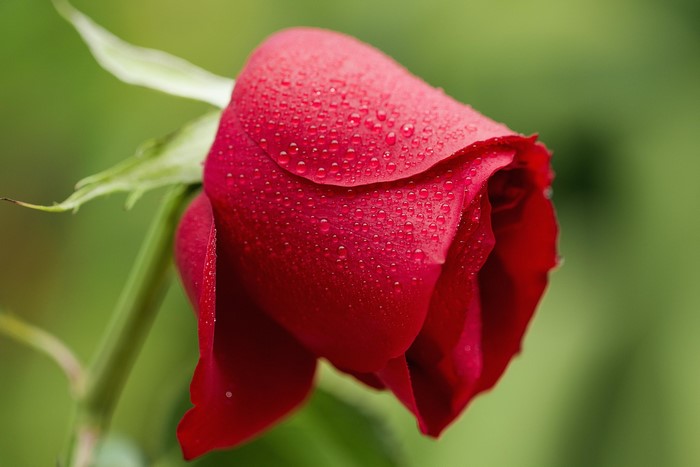 Red rose with water drops