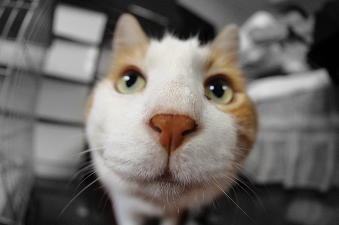Close-up of a ginger and white cat's face