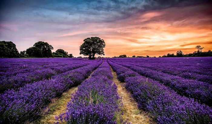 Lavender field at sunset with a lone tree
