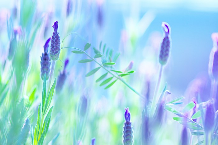 Lavender flower buds and leaves