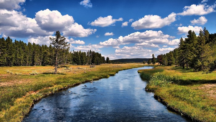 River flowing through a forest under a cloudy sky