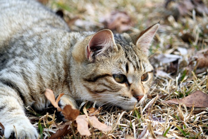 Tabby Cat Lying in Grass