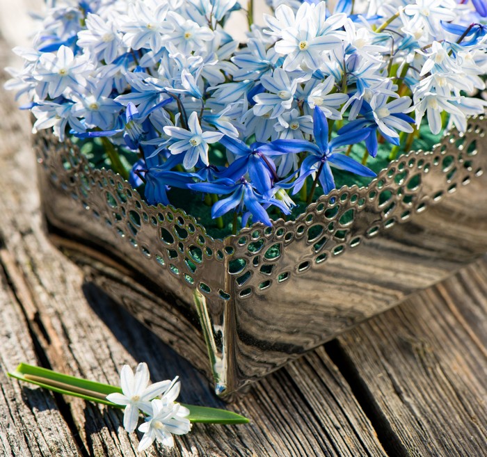 Blue and white hyacinths in a silver vase