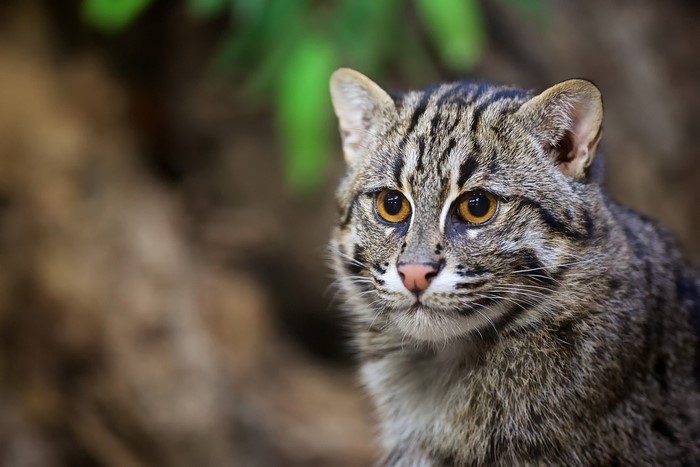 Fishing cat with striped fur and orange eyes