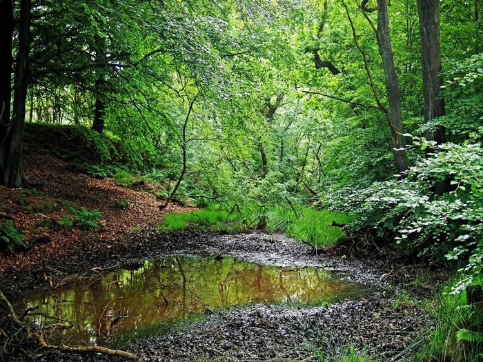 A muddy puddle in a dense green forest