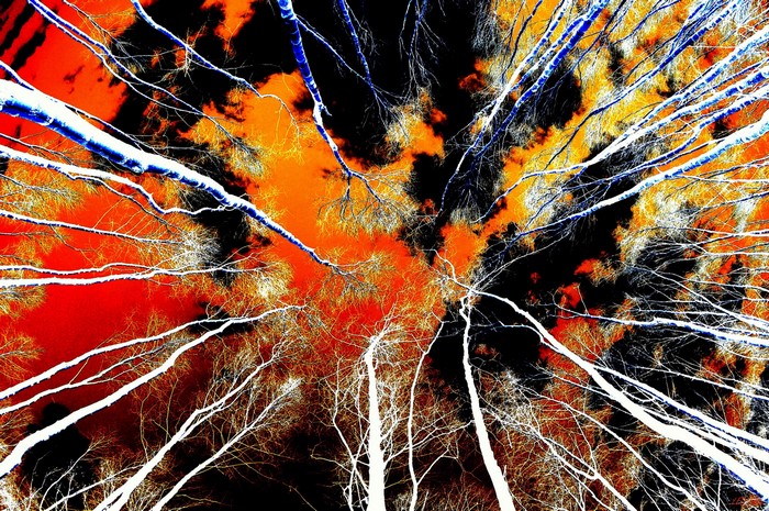 Looking up through trees at a vibrant, abstract sky
