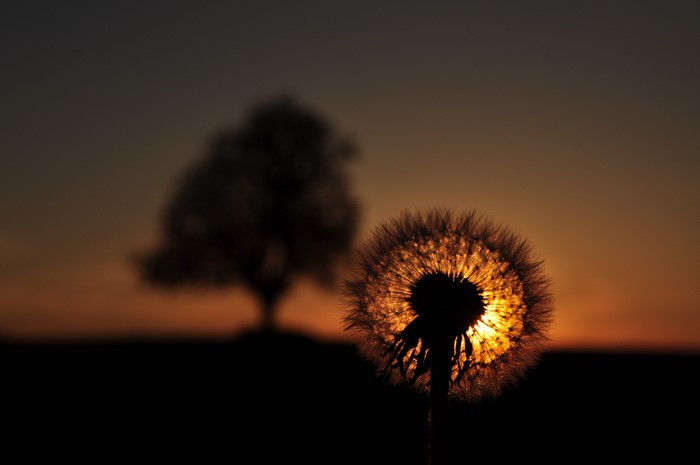 Dandelion silhouetted against sunset with tree
