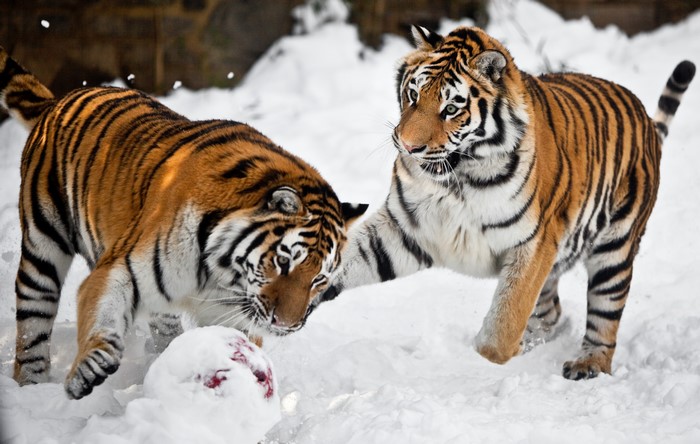 Two tigers playing with a ball in the snow