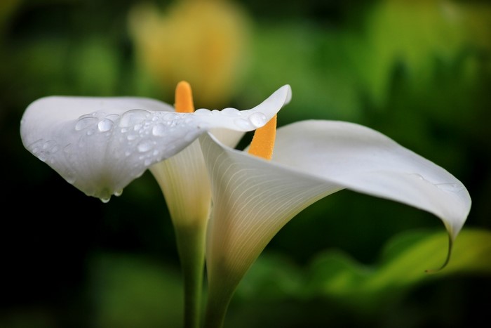 Two white calla lilies with water drops