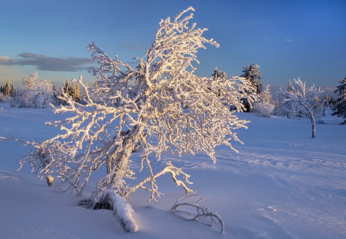 Snow-covered trees in a winter landscape