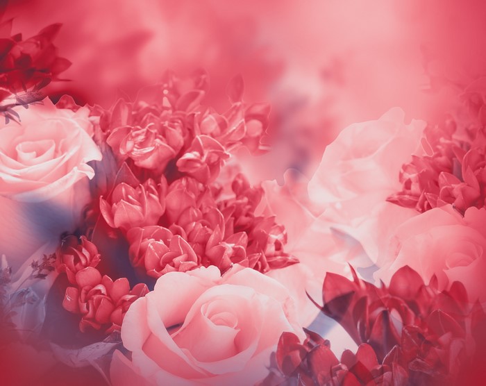 Roses Closeup Pink Color 4K