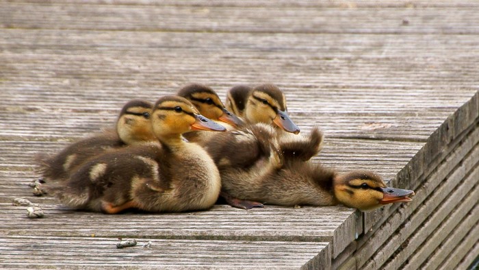 Group of ducklings resting on a wooden dock