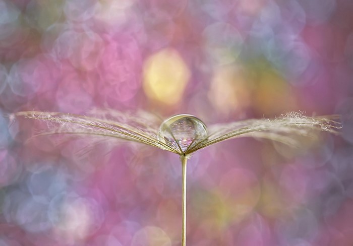 Dandelion seed with water drop and bokeh background
