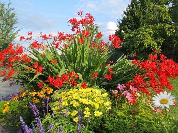 A vibrant flower bed with red, yellow, and purple flowers