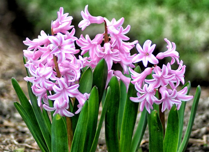 Pink and white striped hyacinths with green leaves