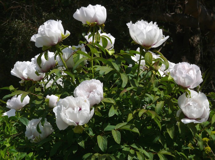 White Peony Flowers in Bloom