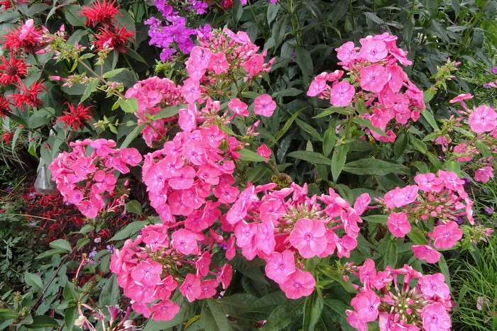 Pink Phlox flowers in a garden