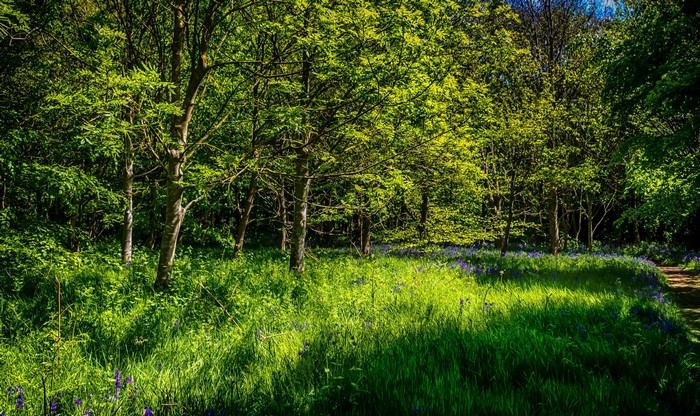 Sunlit forest with green trees and bluebells