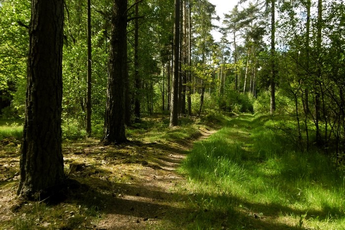 A sun-dappled forest path with tall trees and green grass