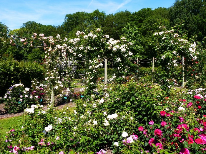 Rose garden with climbing roses and shrubs