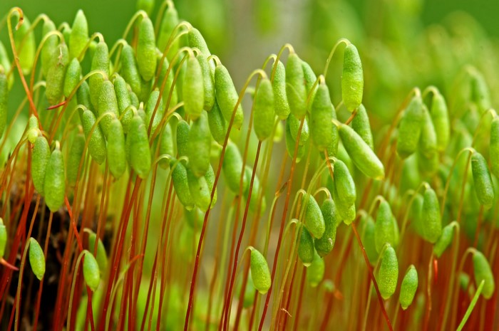 Moss sporophytes with red stalks