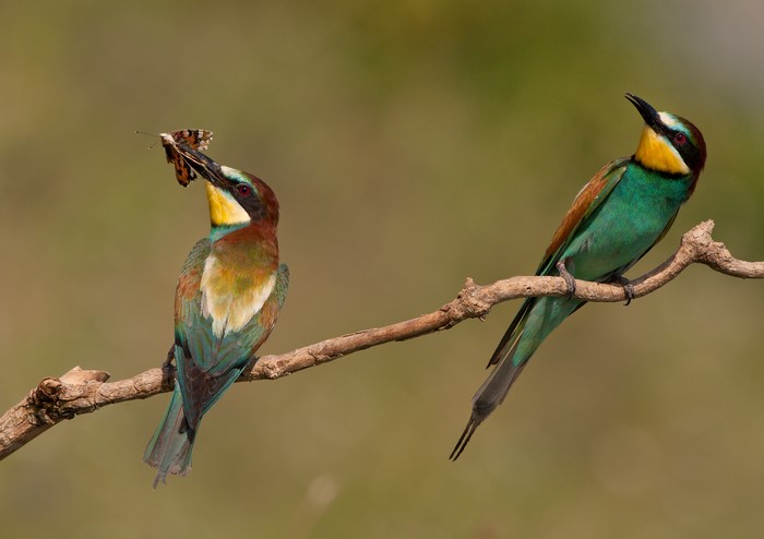 Two European Bee-eaters on a Branch with a Butterfly