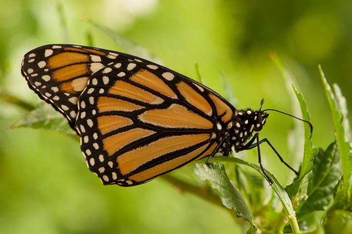 Monarch butterfly on green leaves