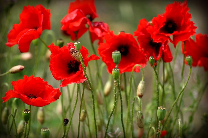 Red Poppies and Seed Pods in a Field