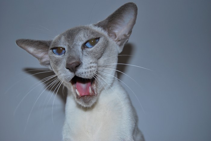 Siamese cat with blue eyes yawning