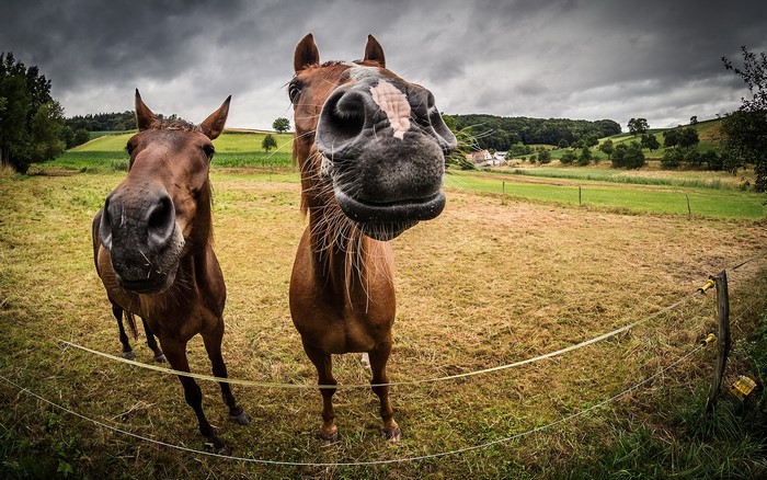 Two horses in a field