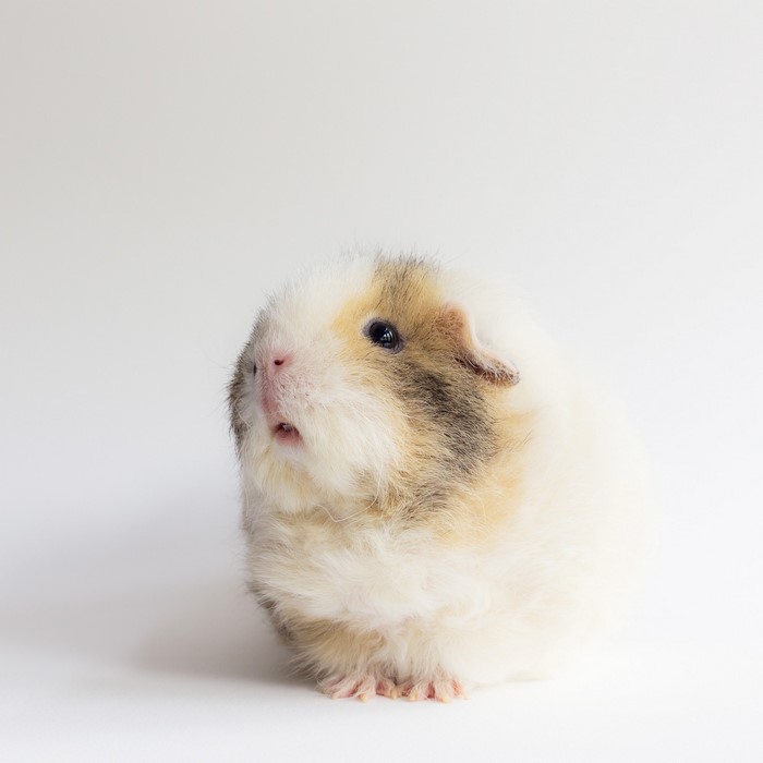 A fluffy guinea pig with white, brown, and black fur