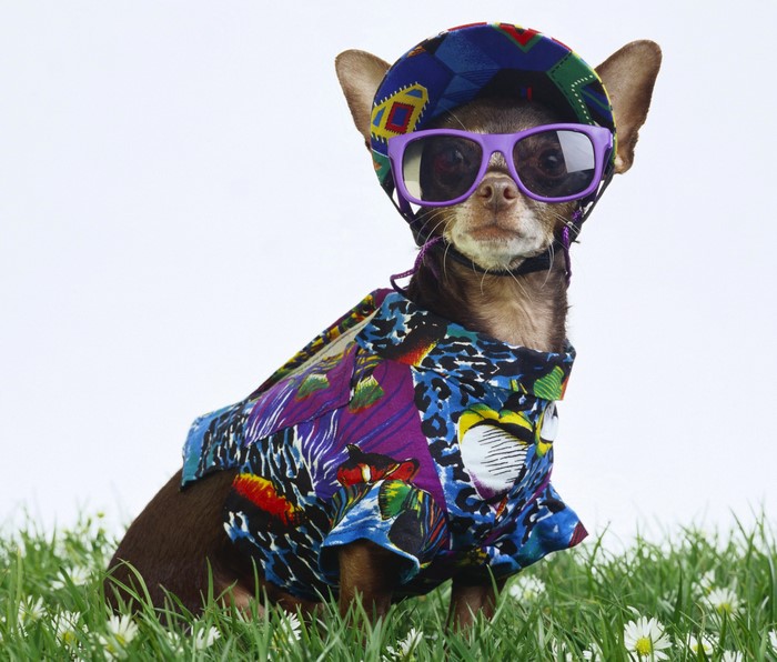 Chihuahua dog wearing sunglasses and a colorful shirt