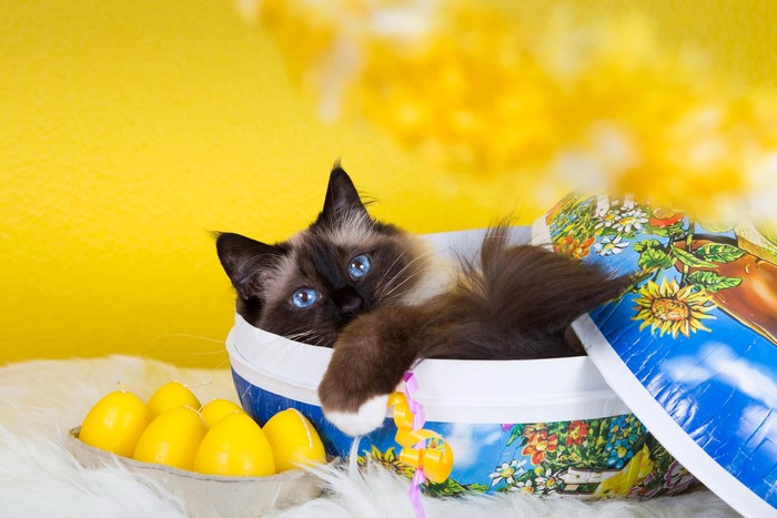Siamese cat in a decorative Easter egg box with yellow candles