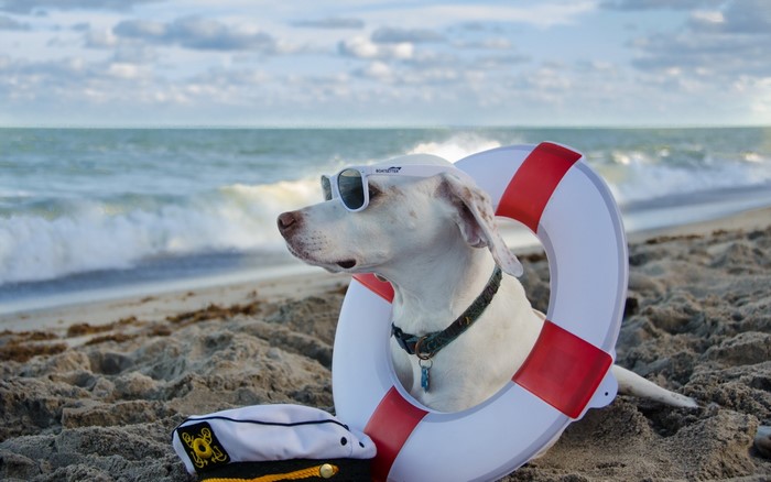 Dog wearing sunglasses on a beach with a life preserver