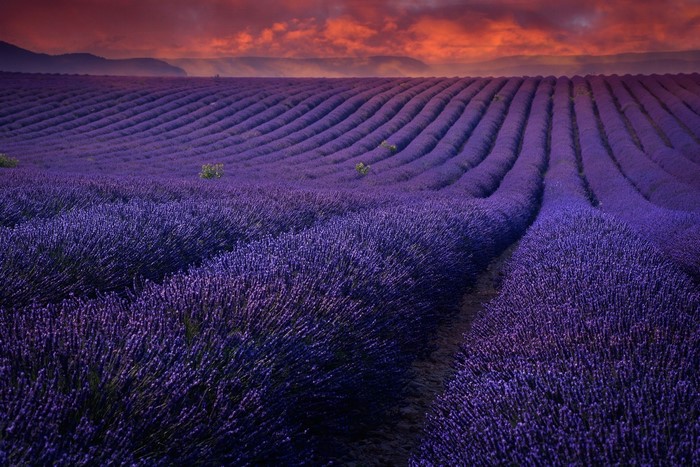 Lavender field at sunset