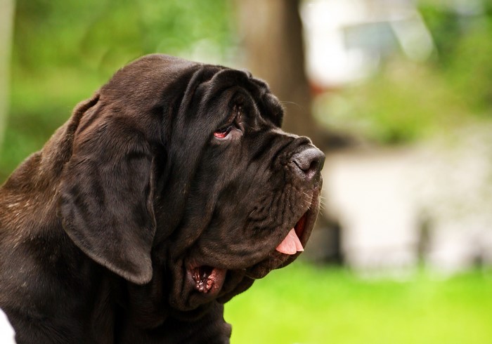 Black English Mastiff dog profile