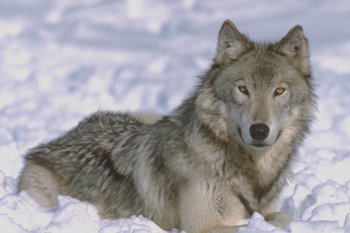 Grey wolf lying in the snow