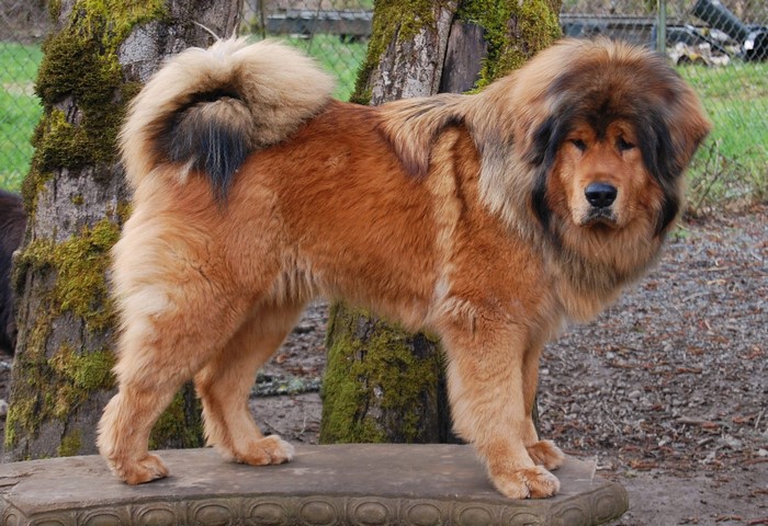 Tibetan Mastiff dog with ginger fur