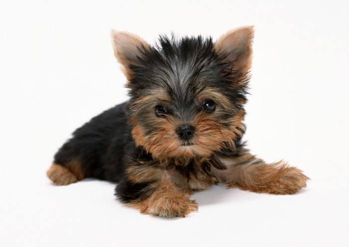 Yorkshire Terrier Puppy Lying Down