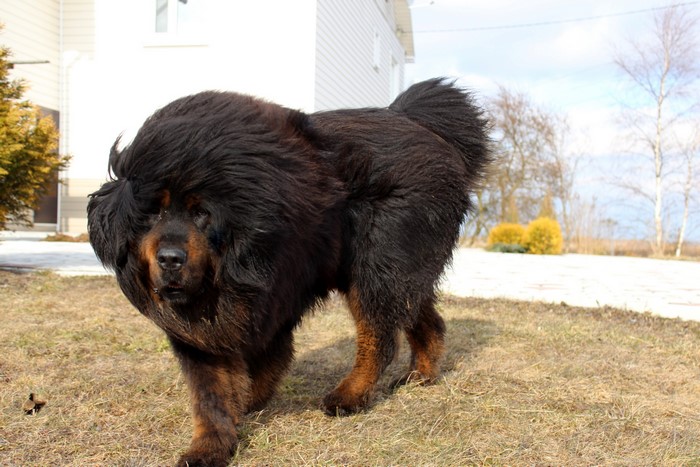 Black Tibetan Mastiff dog standing on grass