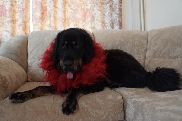 Tibetan Mastiff dog with red collar on sofa