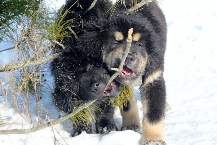 Two Tibetan Mastiff puppies playing with a stick in the snow