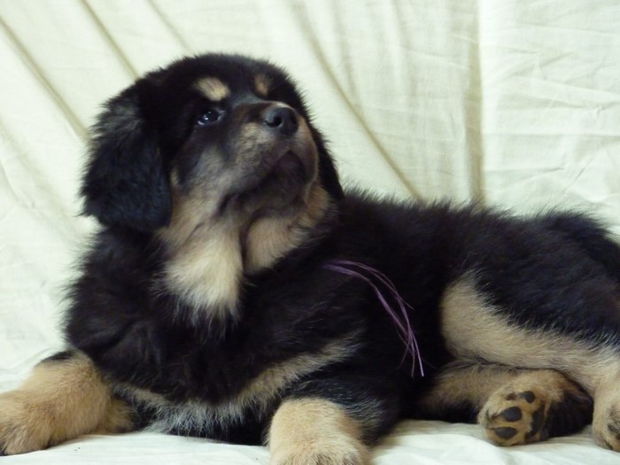 Tibetan Mastiff puppy lying down