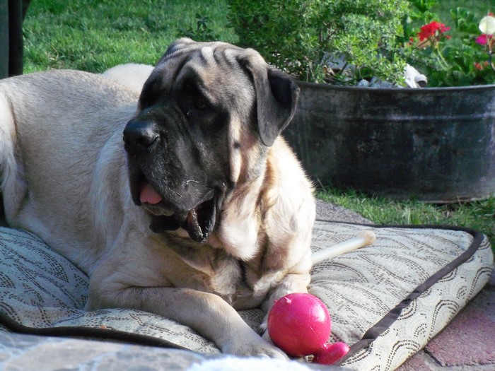 English Mastiff dog with a pink ball