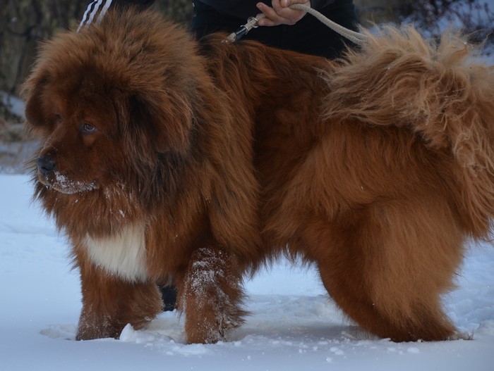 Tibetan Mastiff dog in the snow