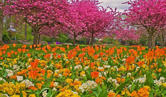 Park with blooming cherry trees and colorful tulips