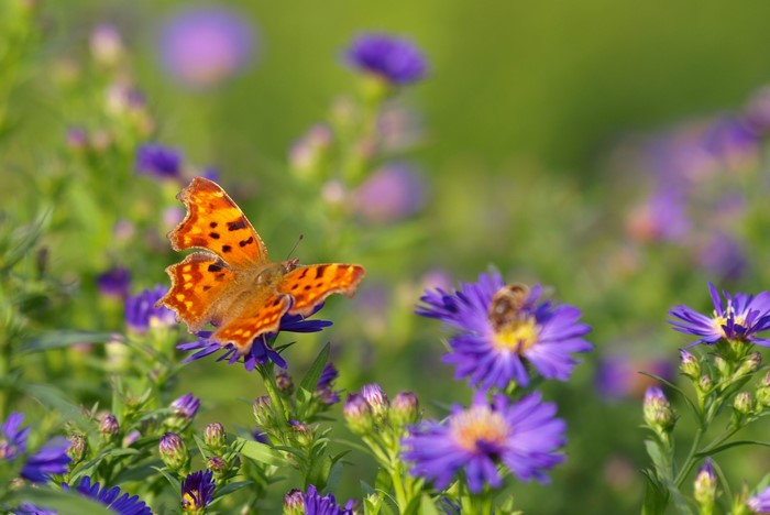 Orange butterfly on purple flowers with a bee