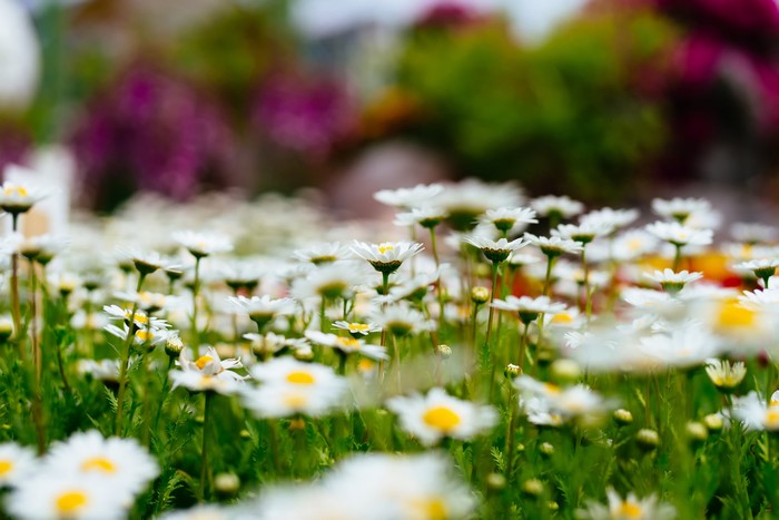 Field of white daisies with blurred colorful background