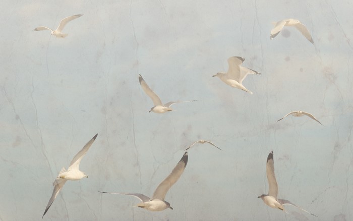 Several seagulls flying in the sky