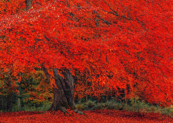 A large tree with bright red autumn leaves